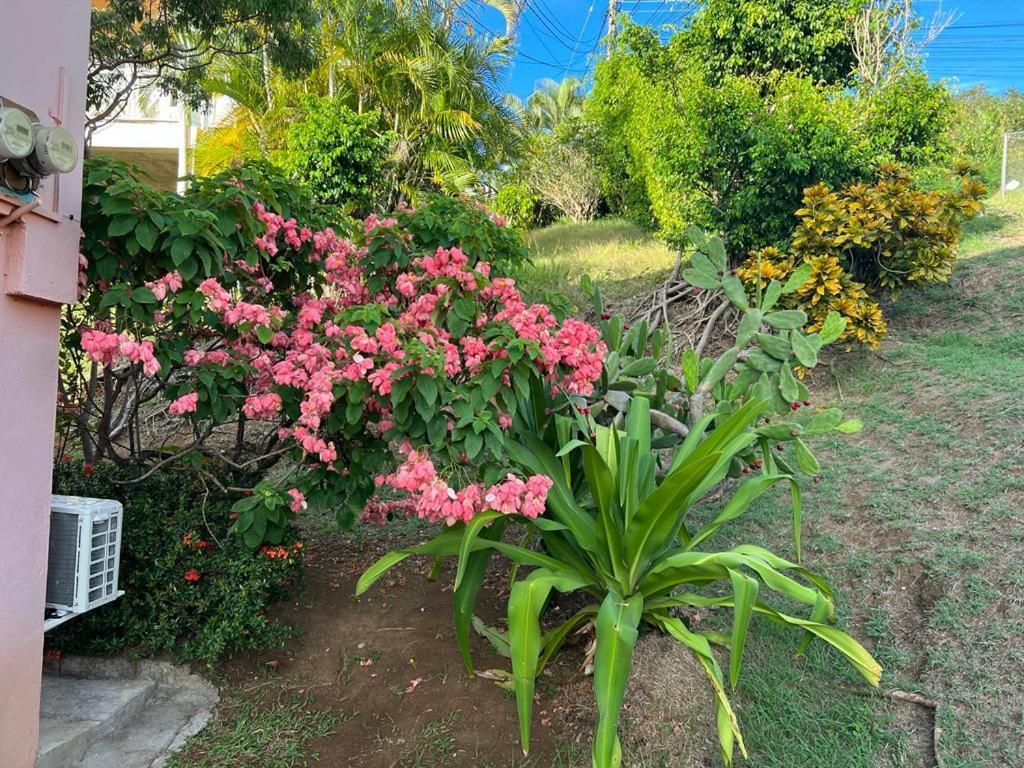 Appartement Chez Emmanuel à Gros Islet Extérieur photo